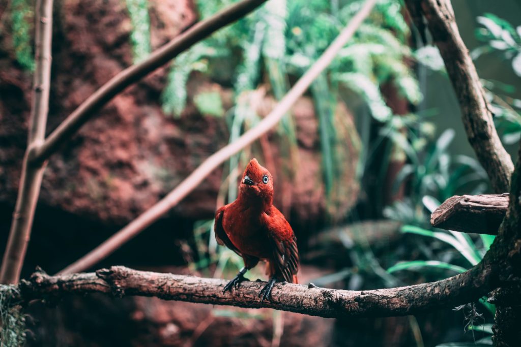 Questions Cardinal Red The Symbolism of Red Cardinals and Their Relevance in Our Lives Today ...